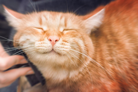 high protein feline nutrition