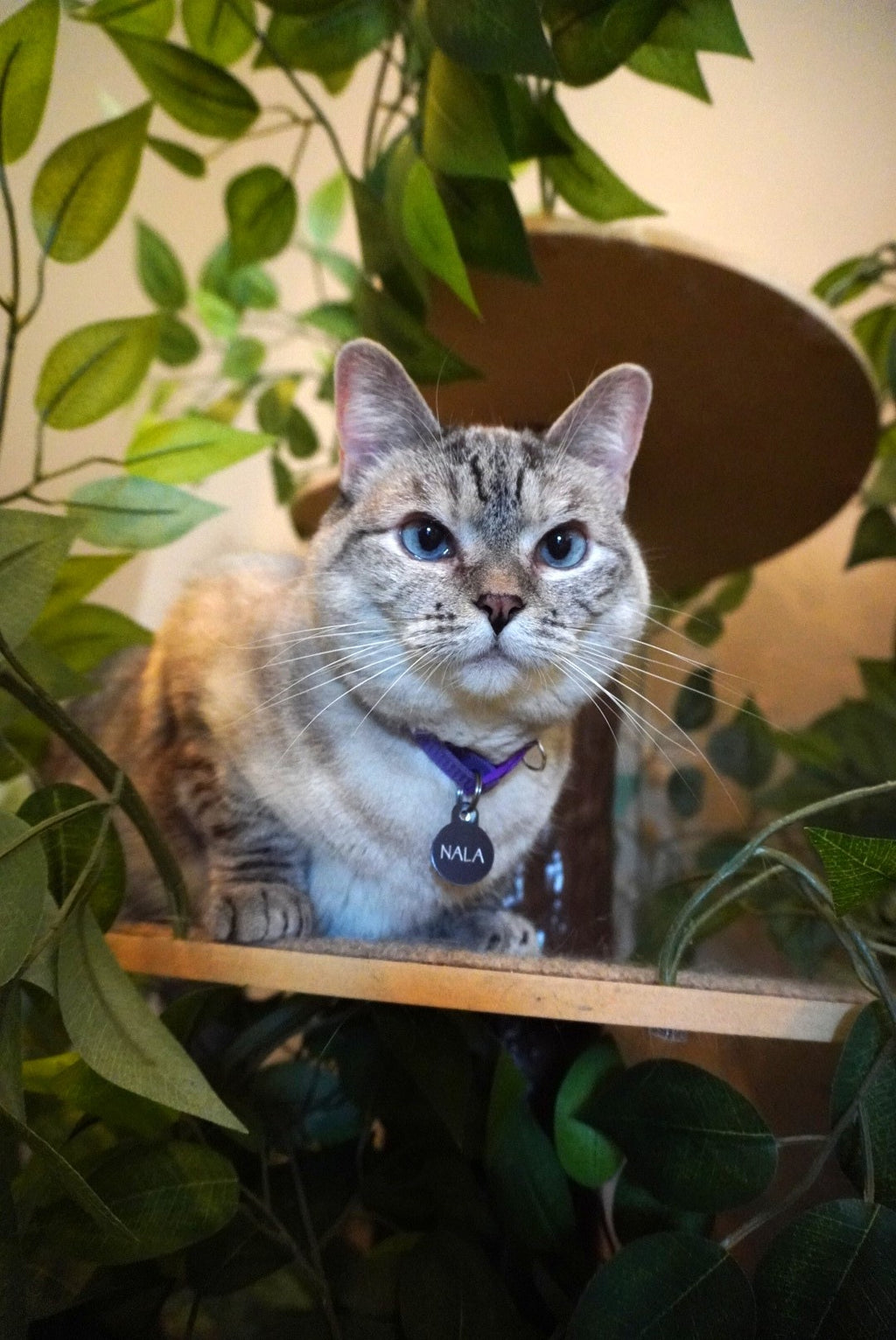 10 Houseplants that are Safe for your Cat and Dog