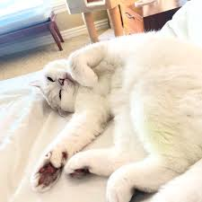 How Cat Calm Down