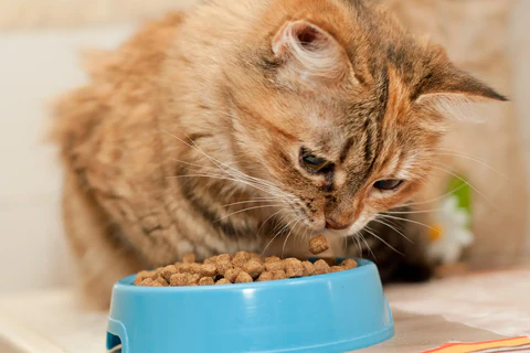 Cat eating Beef Cat Food