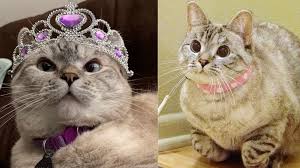 The Benefits of Adopting a Senior Cat