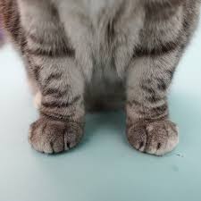 Fun Facts About Polydactyl Cats
