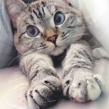 Fun Facts about Cat Paws