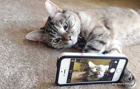Hiring a Pet Sitter for Your Cat
