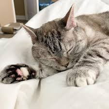 Caring for a Sick Cat