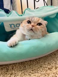 Choosing The Right Litter Box