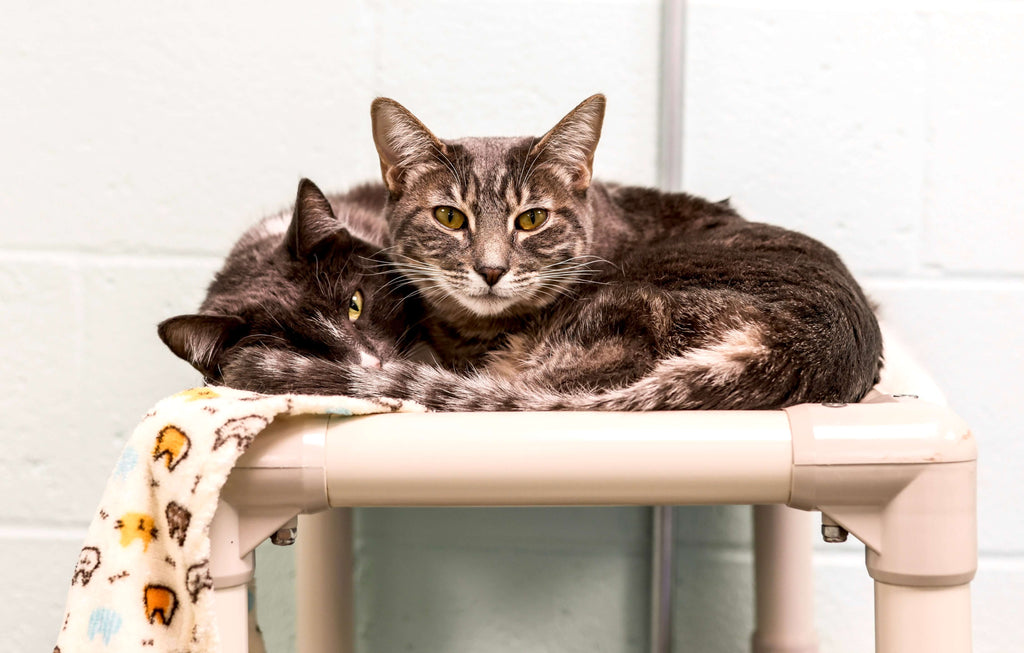 Caring for Community Cats During the Winter
