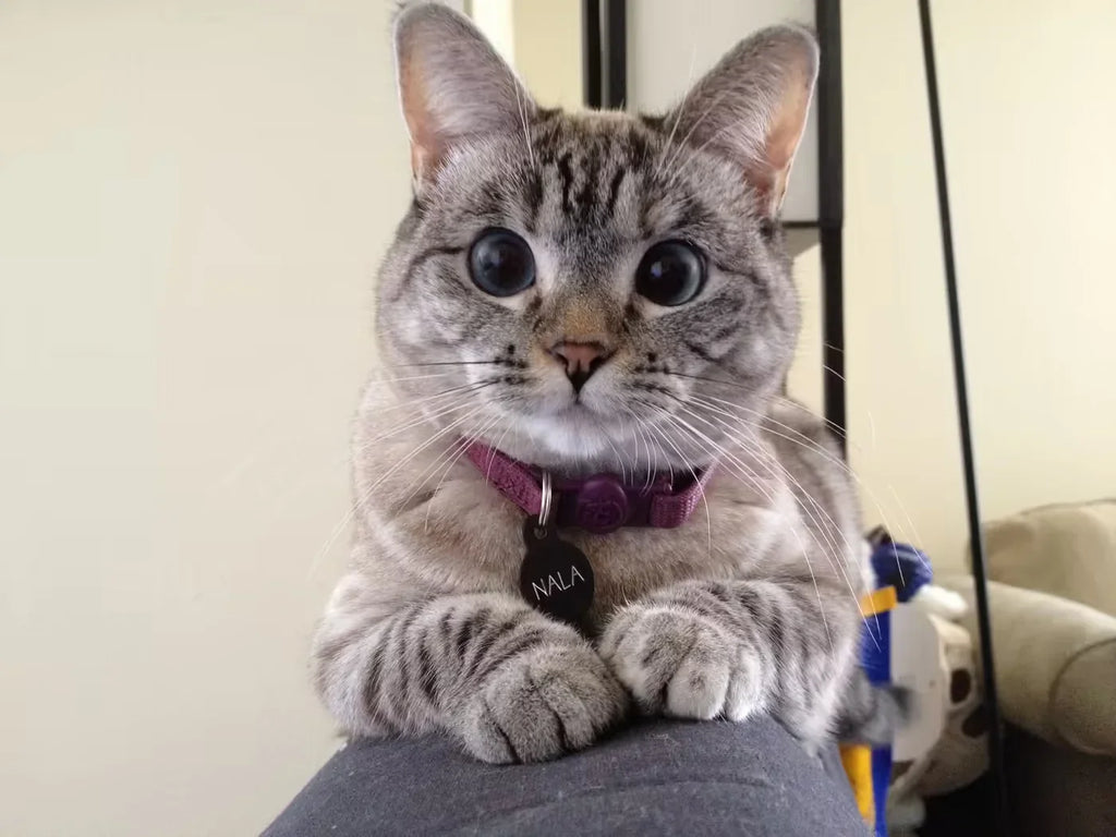 Your Holly Jolly Guide to Cat Holiday Safety