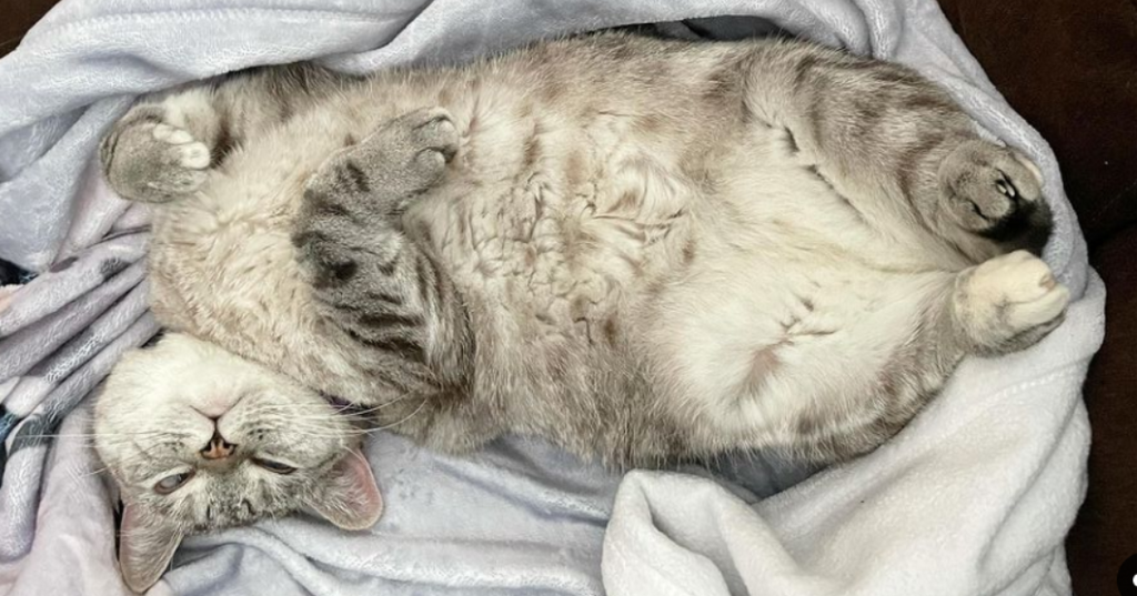 Does My Cat Need Supplements?