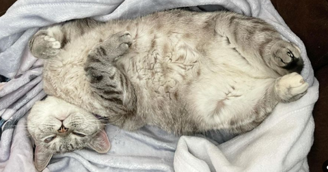 Does My Cat Need Supplements?