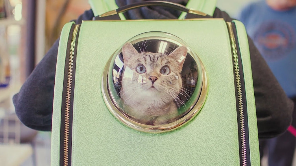 How to Leash Train Your Cat