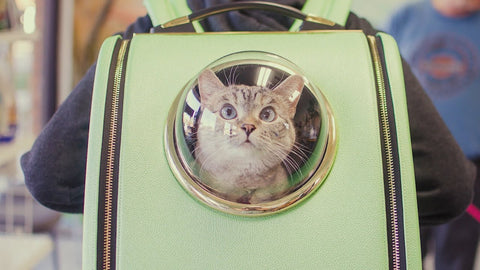 How to Leash Train Your Cat