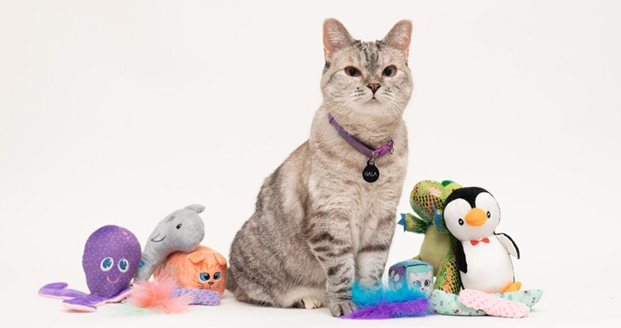 An Introduction to Trap-Neuter Return