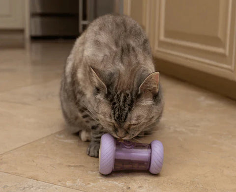 Do Cats Like Being Hugged?