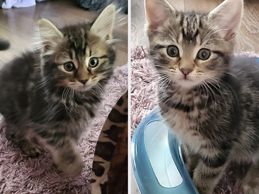 How to Help Community Cats Near You