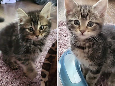 How to Help Community Cats Near You