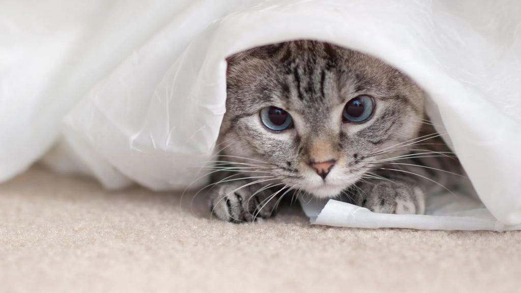 Advice for First Time Kitten Owners