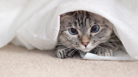 Advice for First Time Kitten Owners