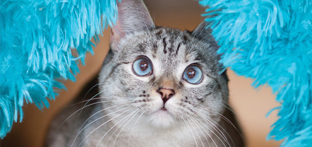 Why Pet Portraits Make the Purrfect Gift