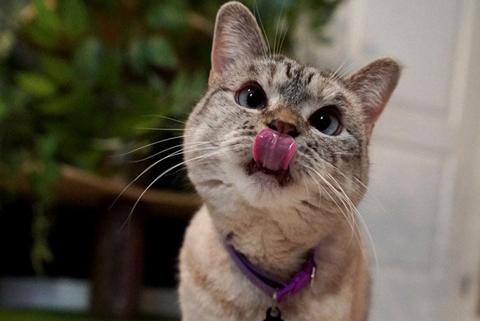 Cats Should Eat Their Veggies Too ( Part 1 )