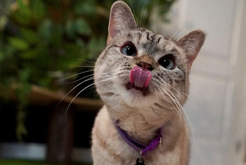 Cats Should Eat Their Veggies Too ( Part 1 )