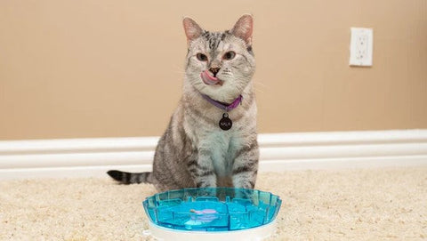 Keeping Your Cat Hydrated