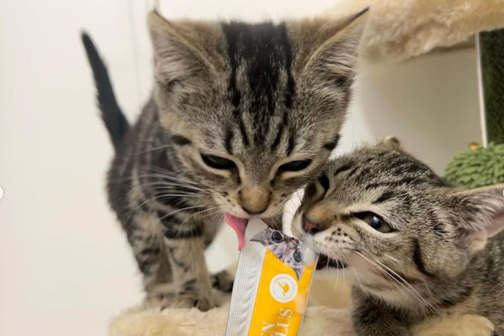 nutrition for cats