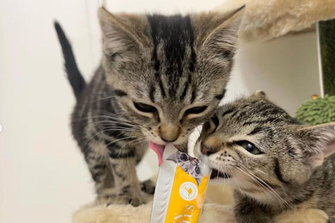 nutrition for cats