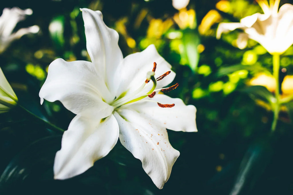 Are Lilies Toxic to Cats?