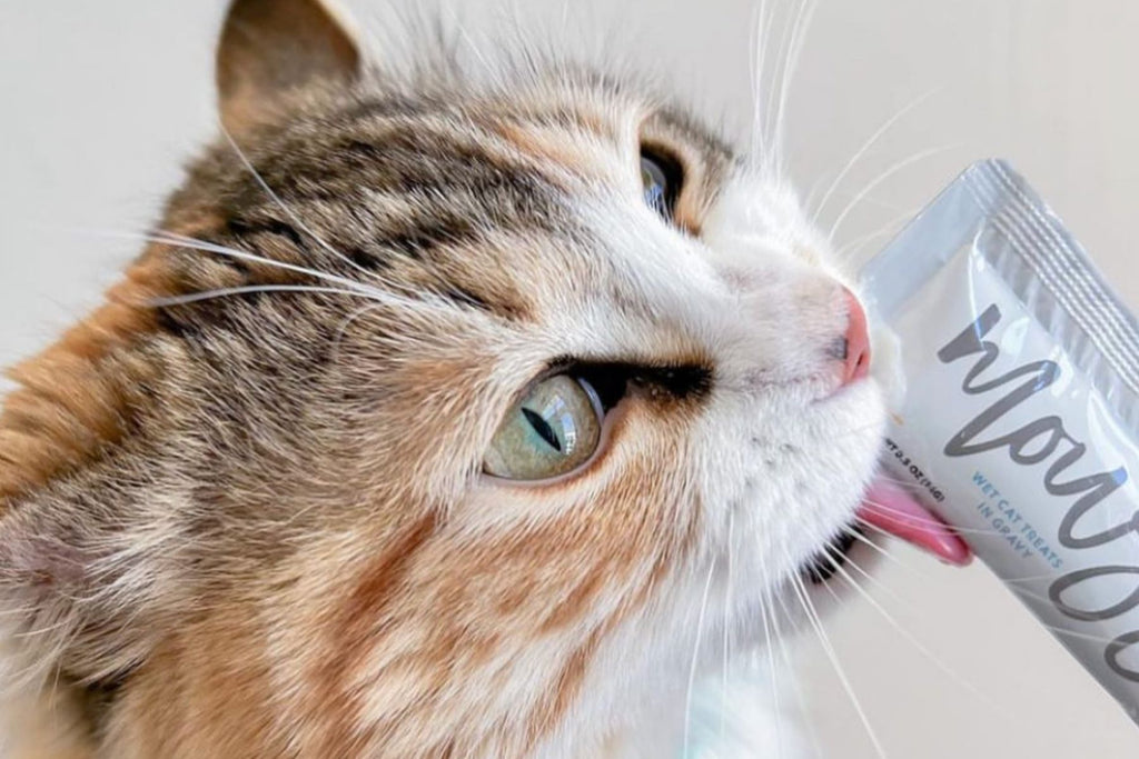 premium cat food