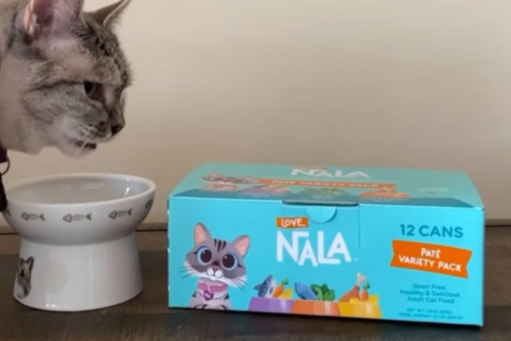 pumpkin for cats