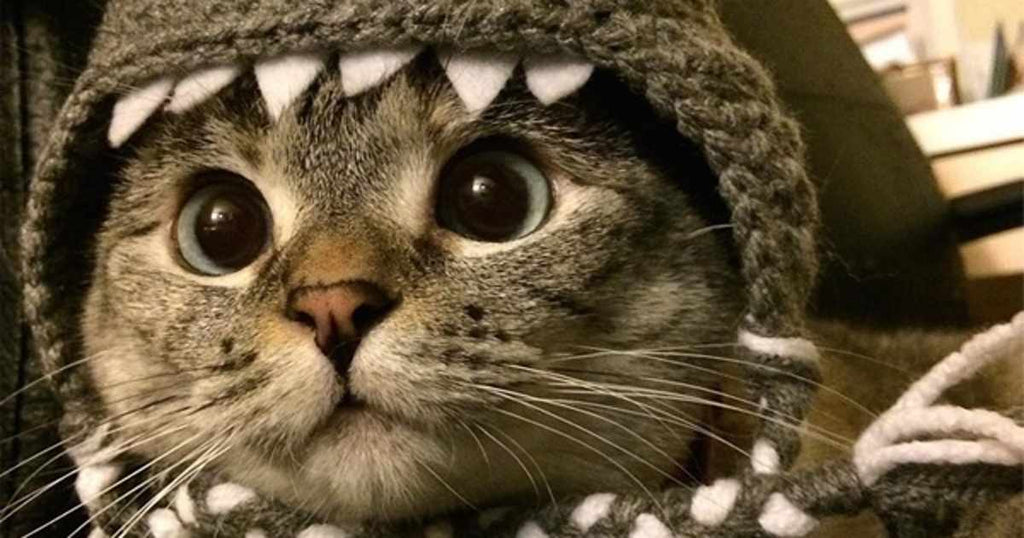 Trick or Treat! Easy Tricks to Teach Your Cat