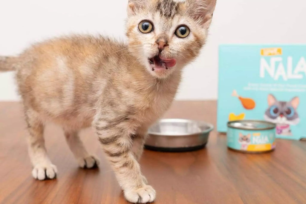 safe cat dieting