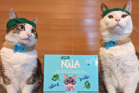 salmon based cat food