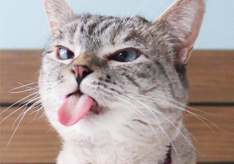 Managing Stress During the Holidays: Keeping Your Cat Calm and Bright