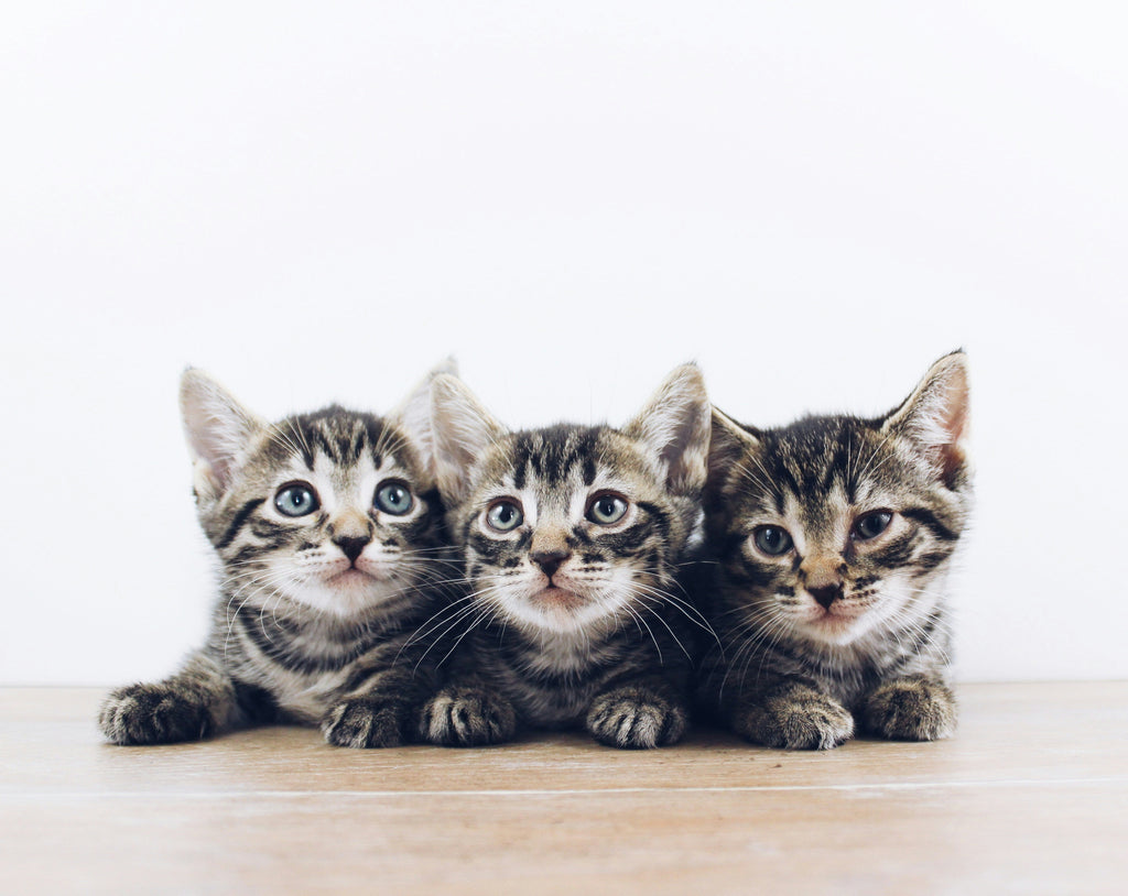 Kitten Growth and Development