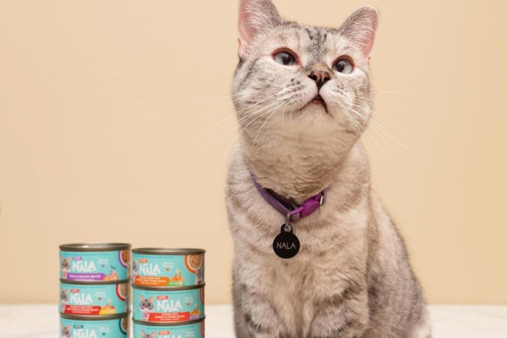 tuna broth for cats
