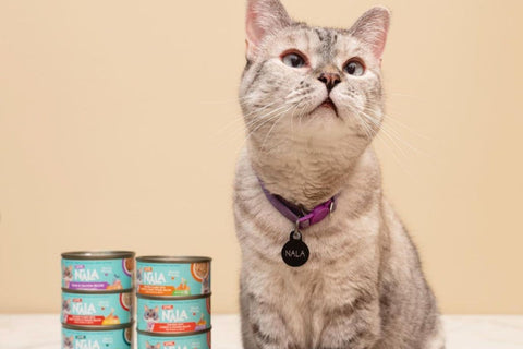 tuna broth for cats