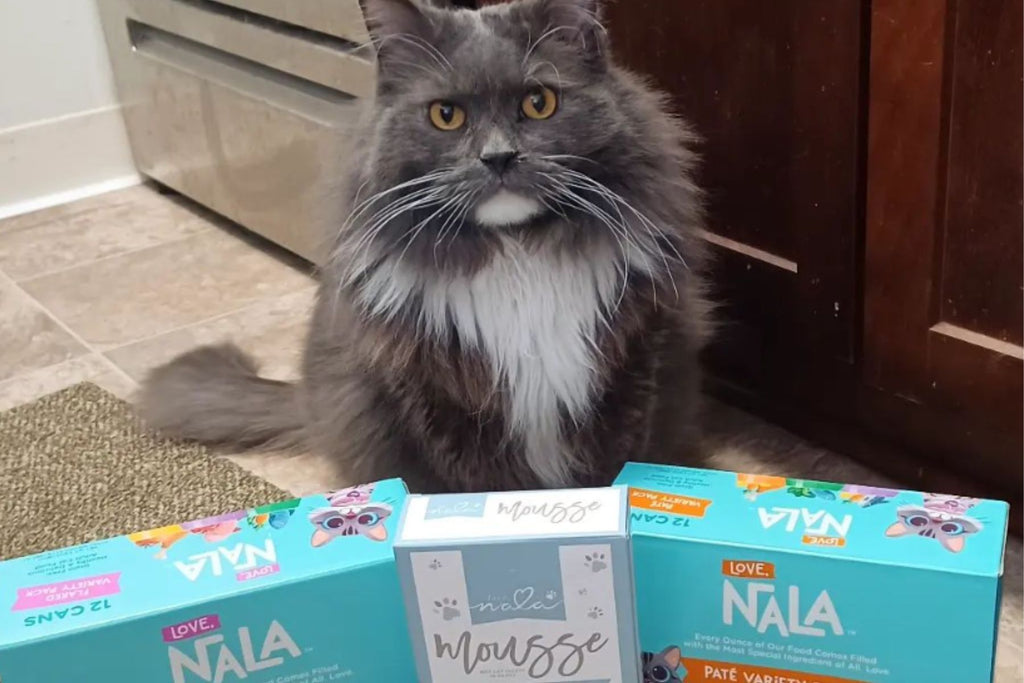 tuna broth for cats