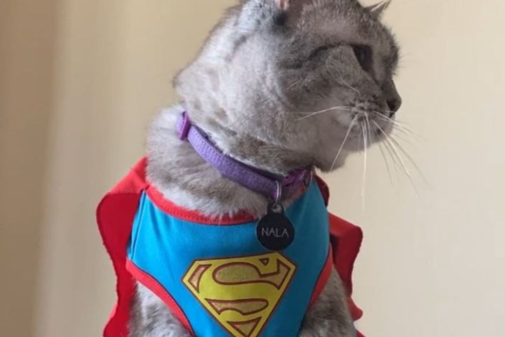 tuna broth for cats