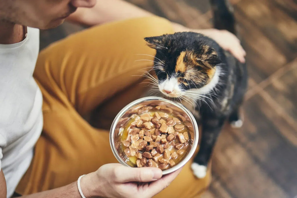 Cat looking at food bowl