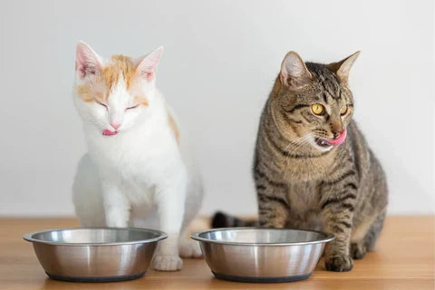 The Importance of Kitten Socialization