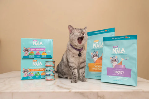 What Supplements Should I Give My Cat? A Vet-Approved Guide