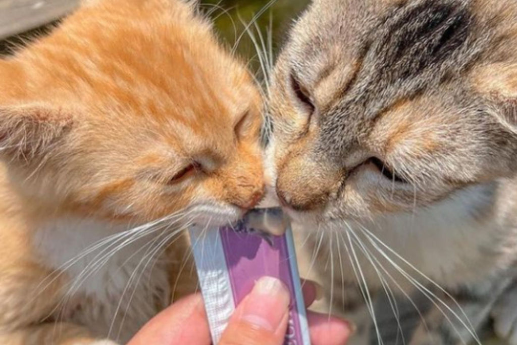 wet cat treats