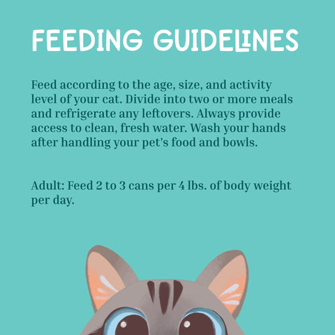 Cat feeding guidelines on a teal background with a cartoon cat face.