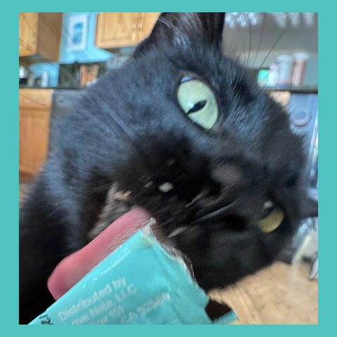 A close-up lifestyle shot of a black cat licking a teal package held by a hand in a kitchen setting.