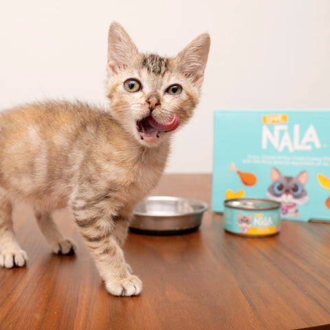 A small tabby kitten stands on a wooden table with its mouth open, looking toward a NALA cat food box and a can, with a metal bowl in front of it.