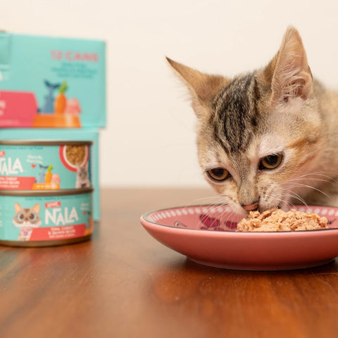 A gray tabby kitten watching Chicken with Carrot & Pumpkin Pate out of a pink bowl.