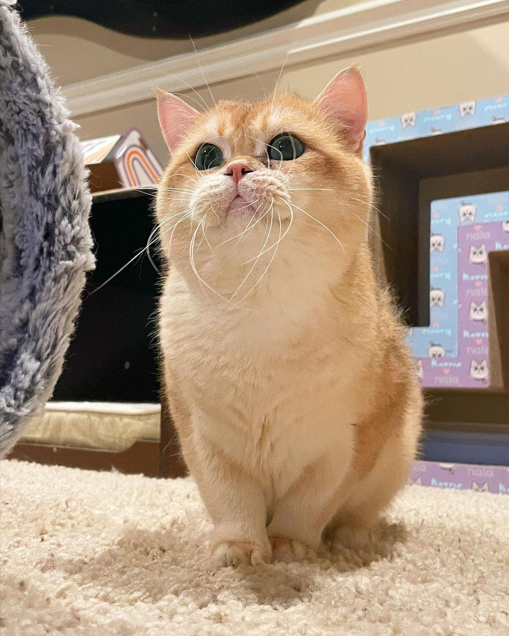 goosie