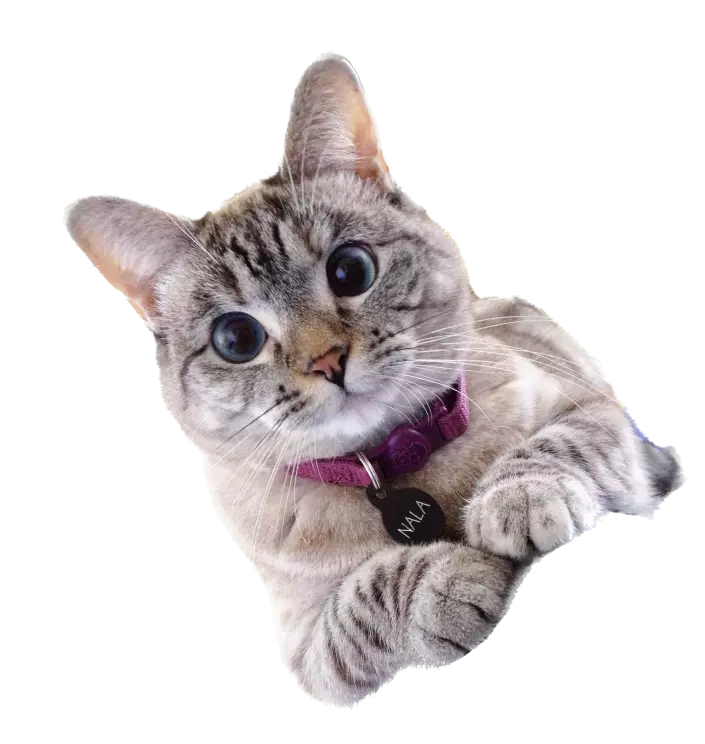 Love, Nala, Premium Cat Food, Cat Accessories,